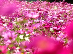 Last Cosmos Ⅰ