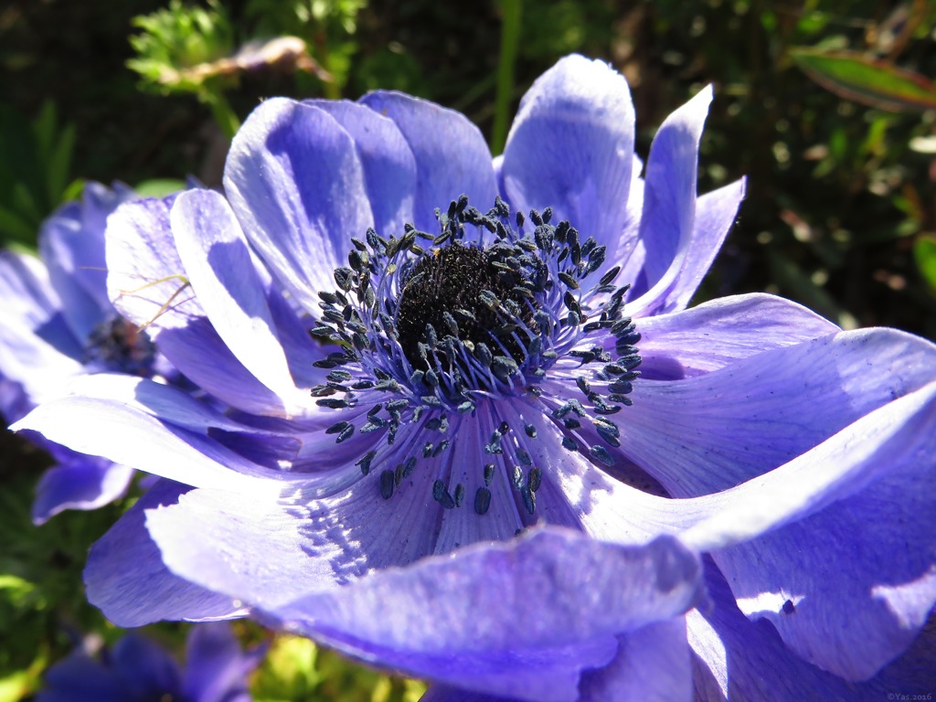 Anemone