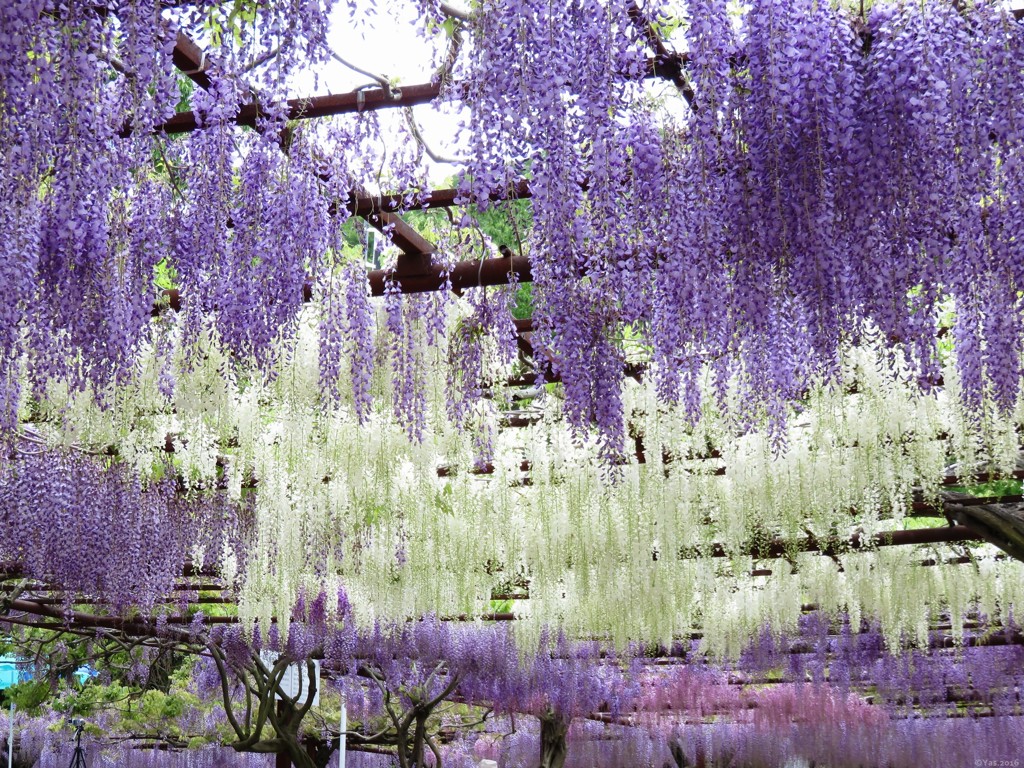 Wisteria Curtain 6
