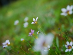 Blue eyed grass