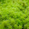 Greeeen
