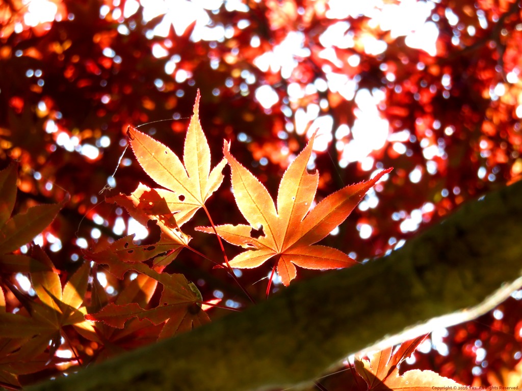 春紅