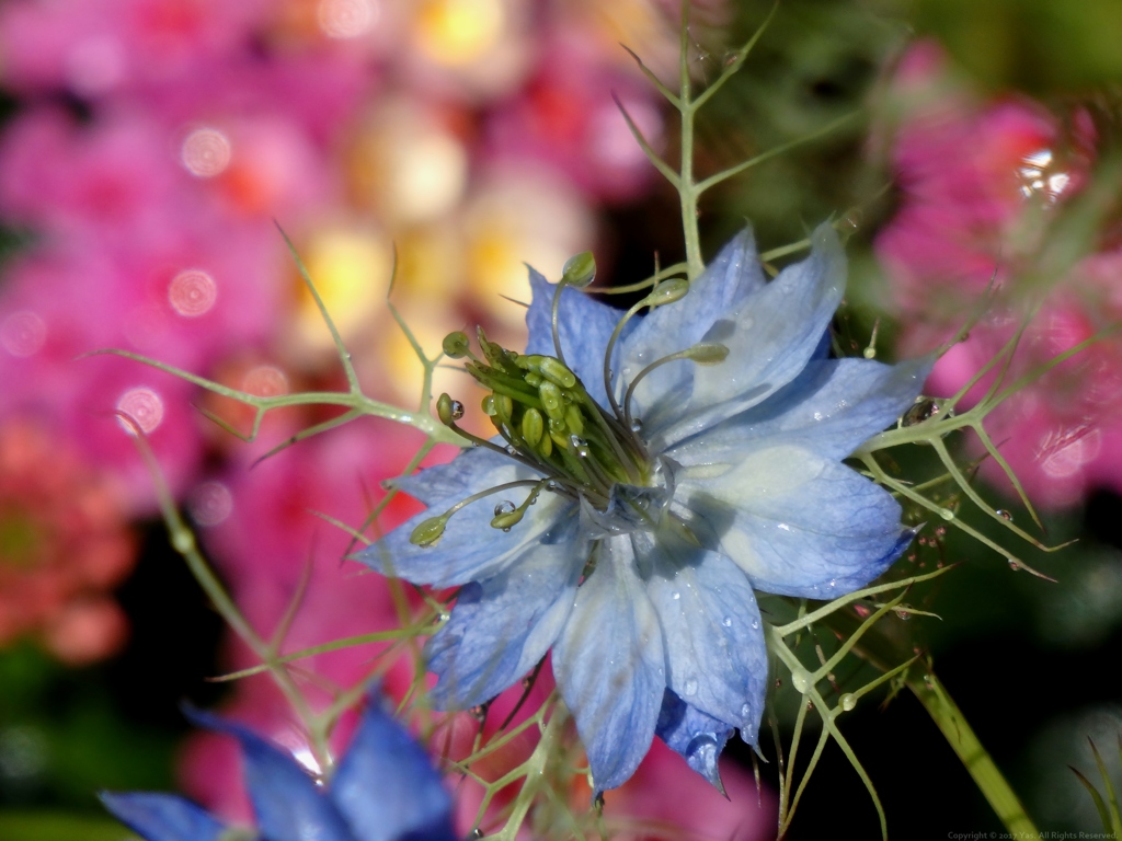 Nigella