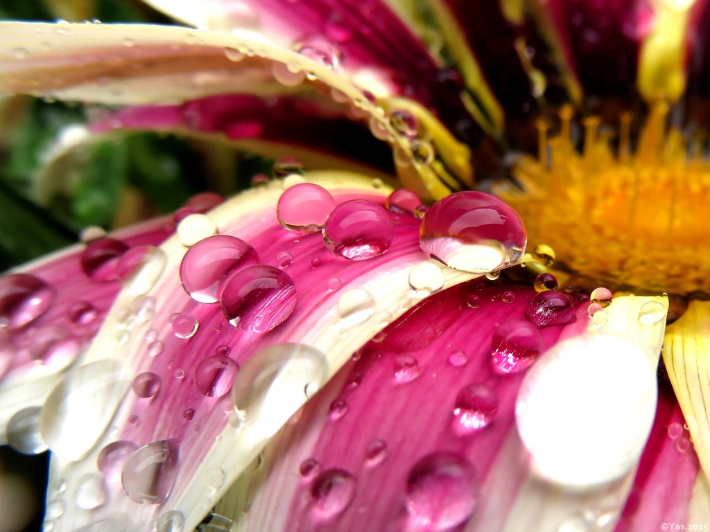 Raindrops