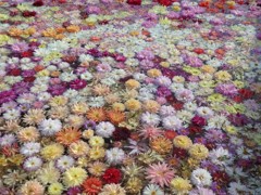 Carpet of Dahlia