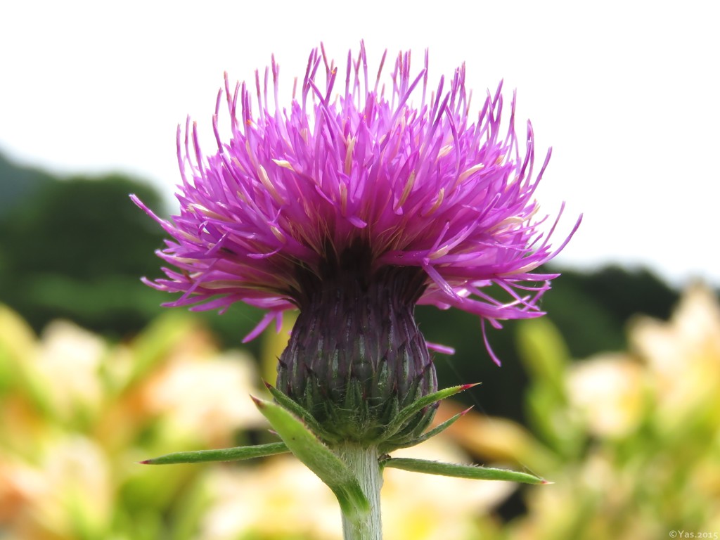  Thistle