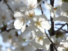 白雪桜
