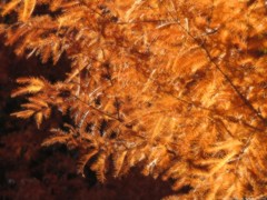 Brown Feathers