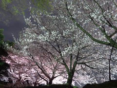 Night Blossoms