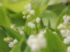 Lily of the Valley