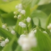 Lily of the Valley