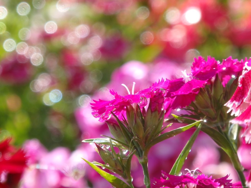 Dianthus