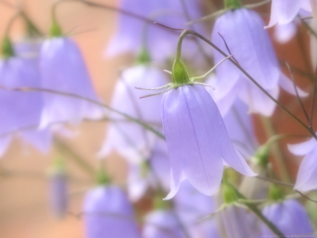 Blue Bells