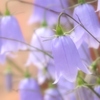 Blue Bells