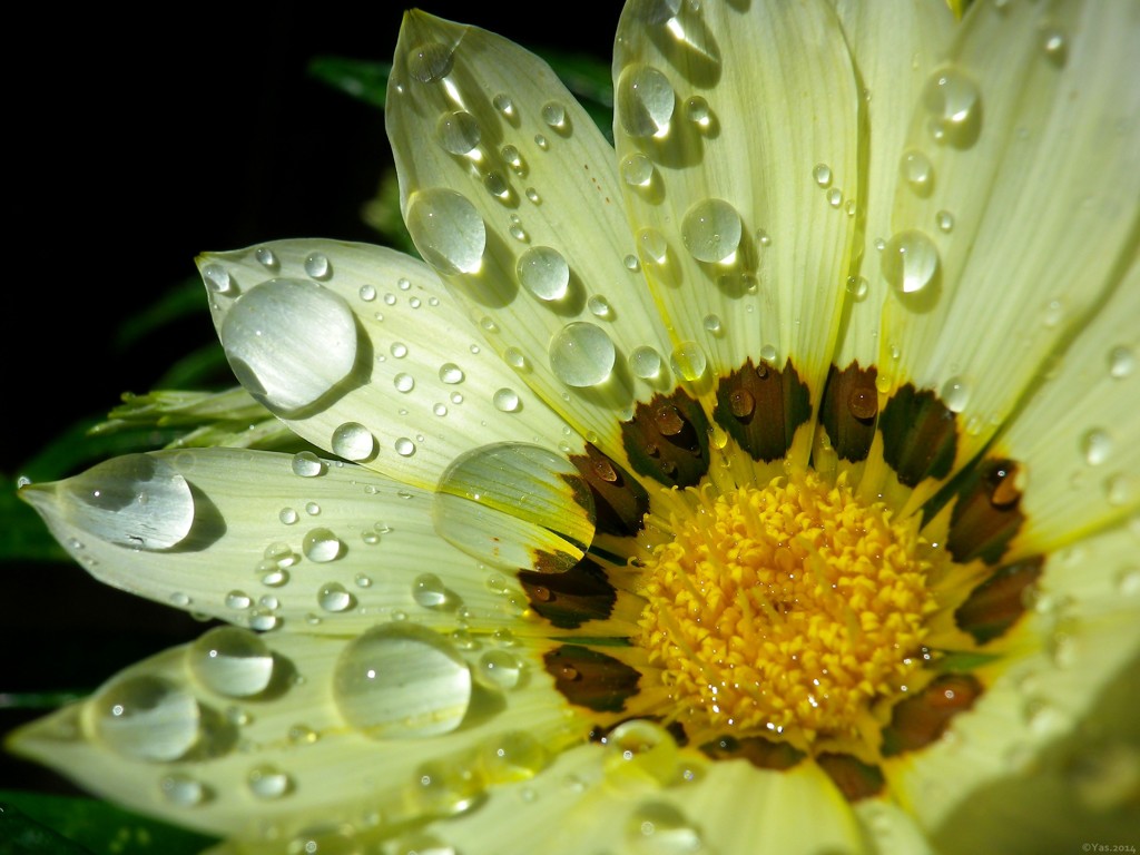 Gazania