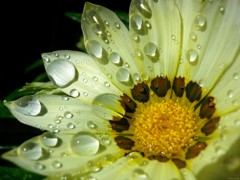 Gazania