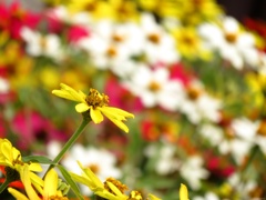 Zinnia linearis