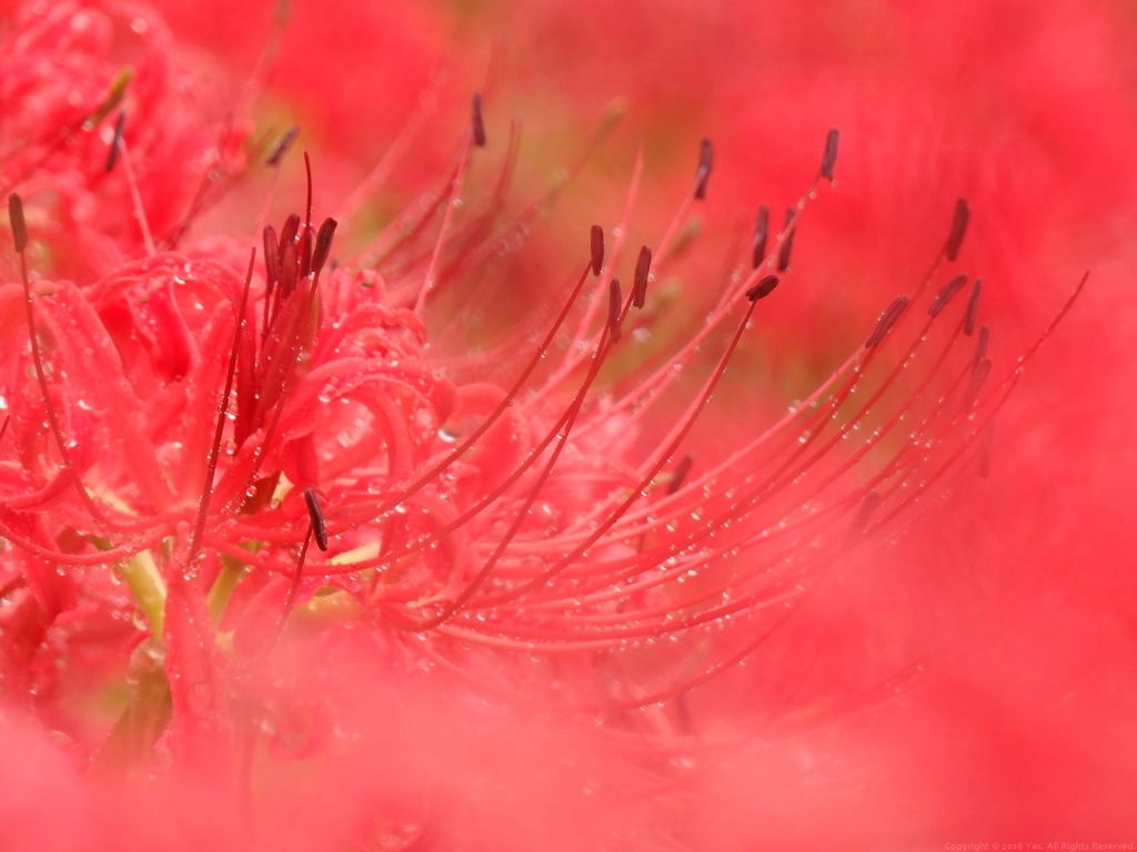 Into the Red
