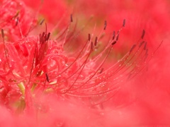 Into the Red