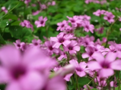 Oxalis