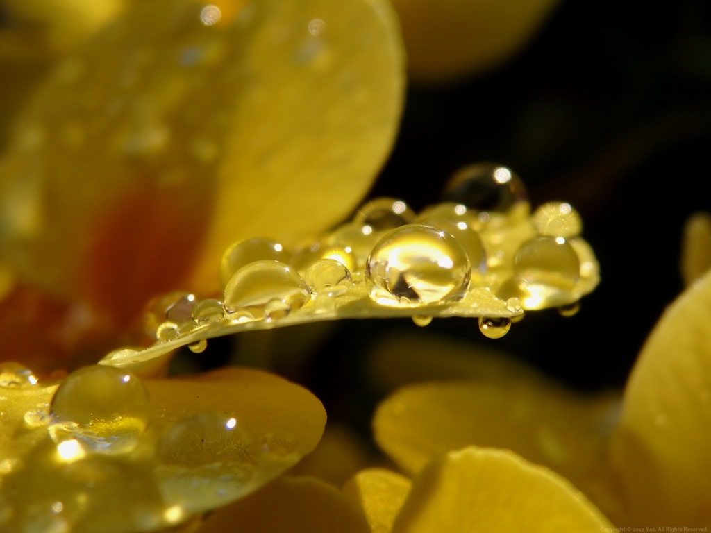 Dewdrops