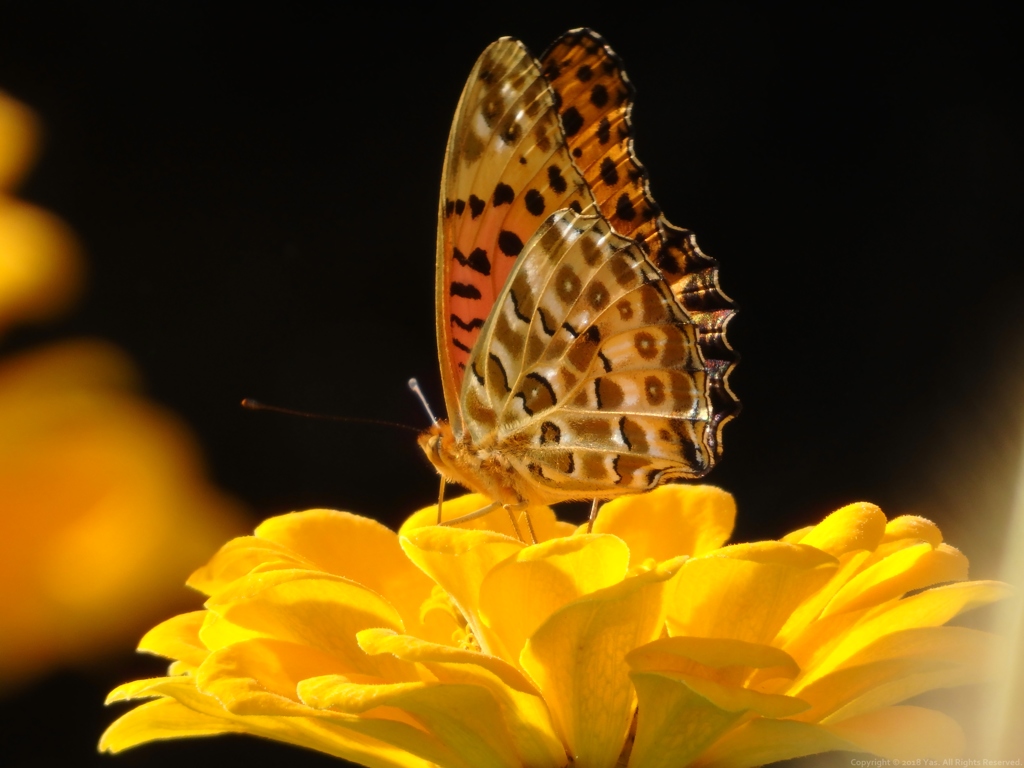 Leopard Wings