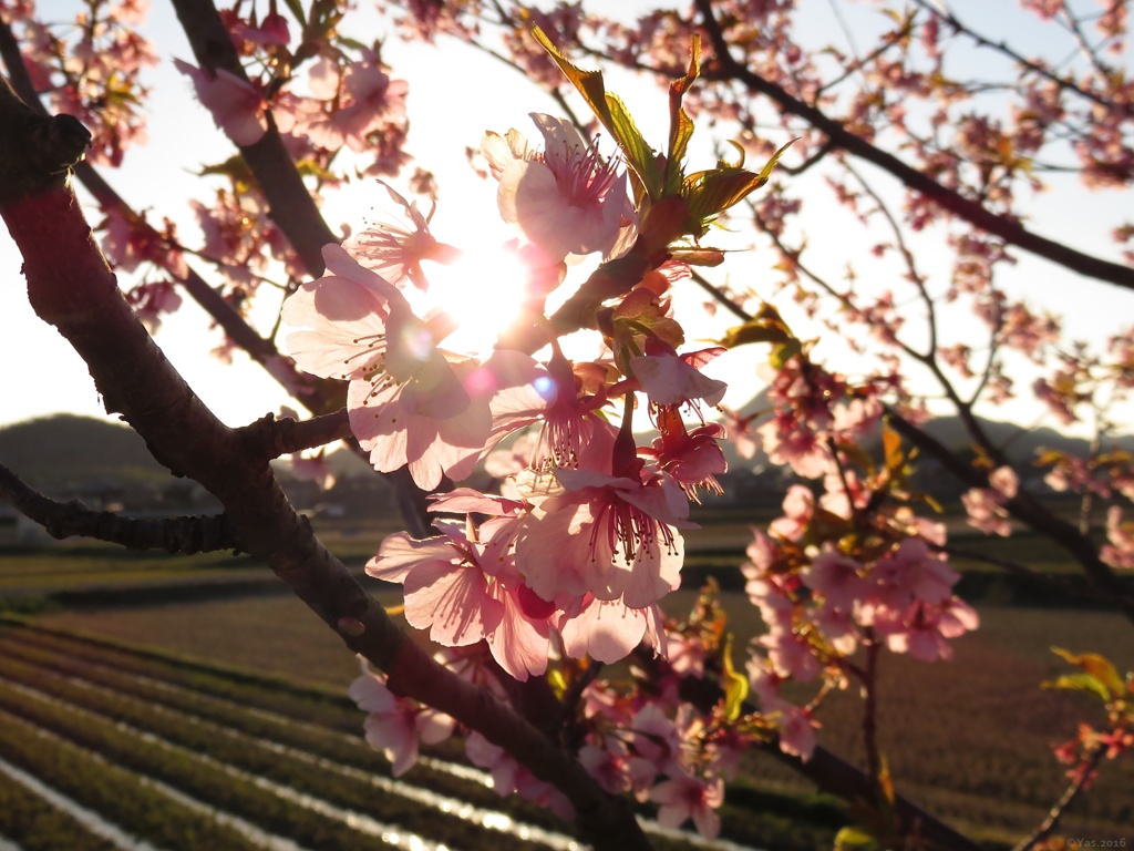 里山の春