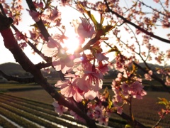 里山の春