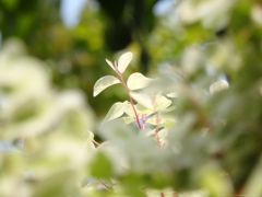 Baby Leaves