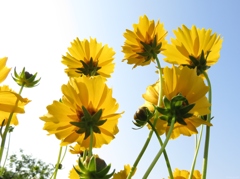 Early Summer