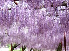 Wisteria Curtain 4