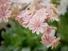 Lewisia