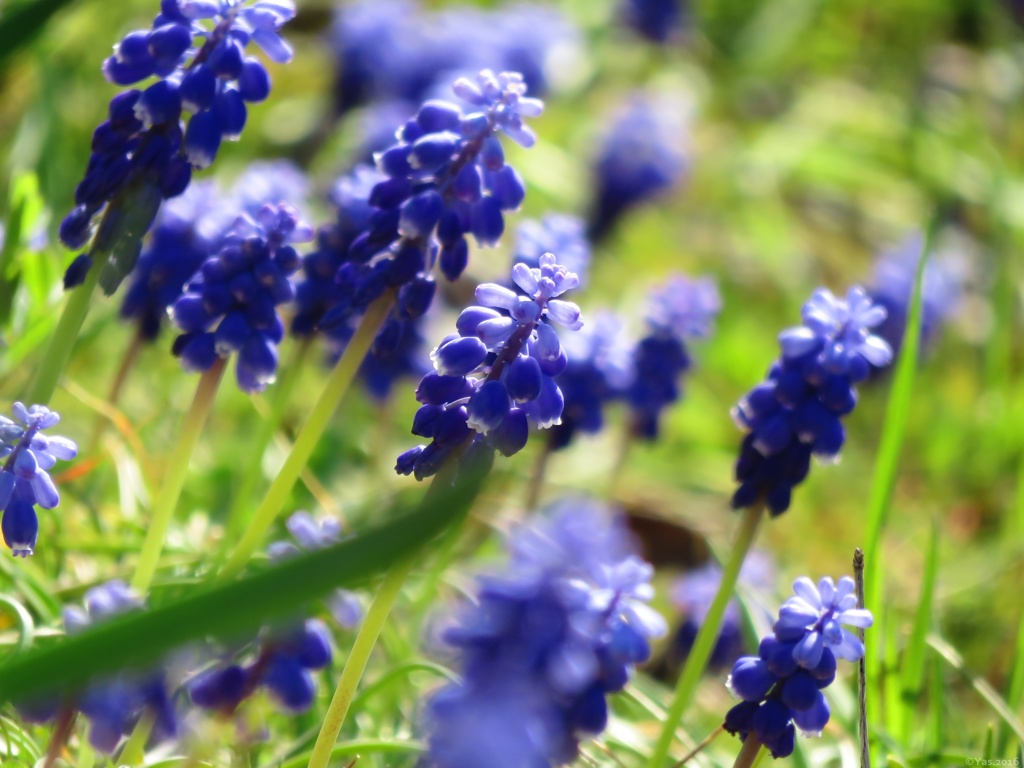 Blue , Blue , Blue …