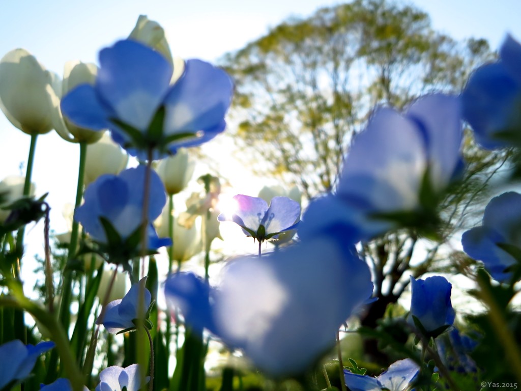 Nemophila