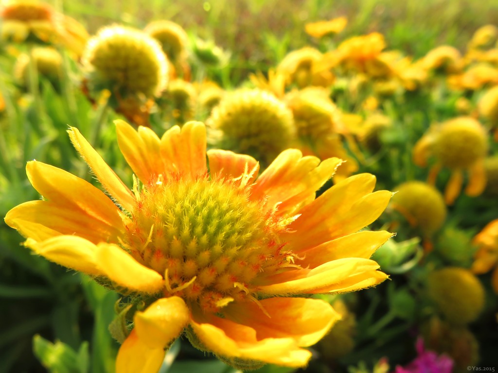 Yellow Afternoon