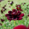 Noble Red
