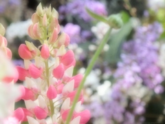 Pastel Color