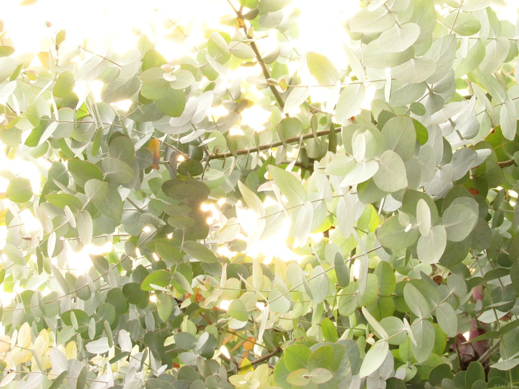 Eucalyptus