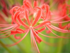 Lycoris