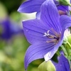Blue Star