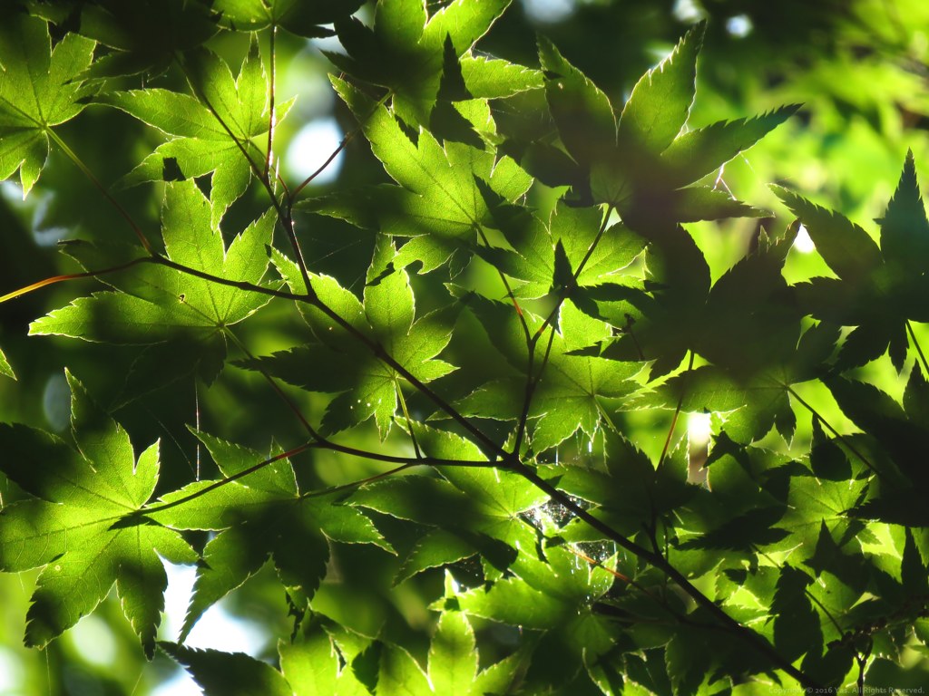Blur of Green