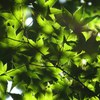 Blur of Green