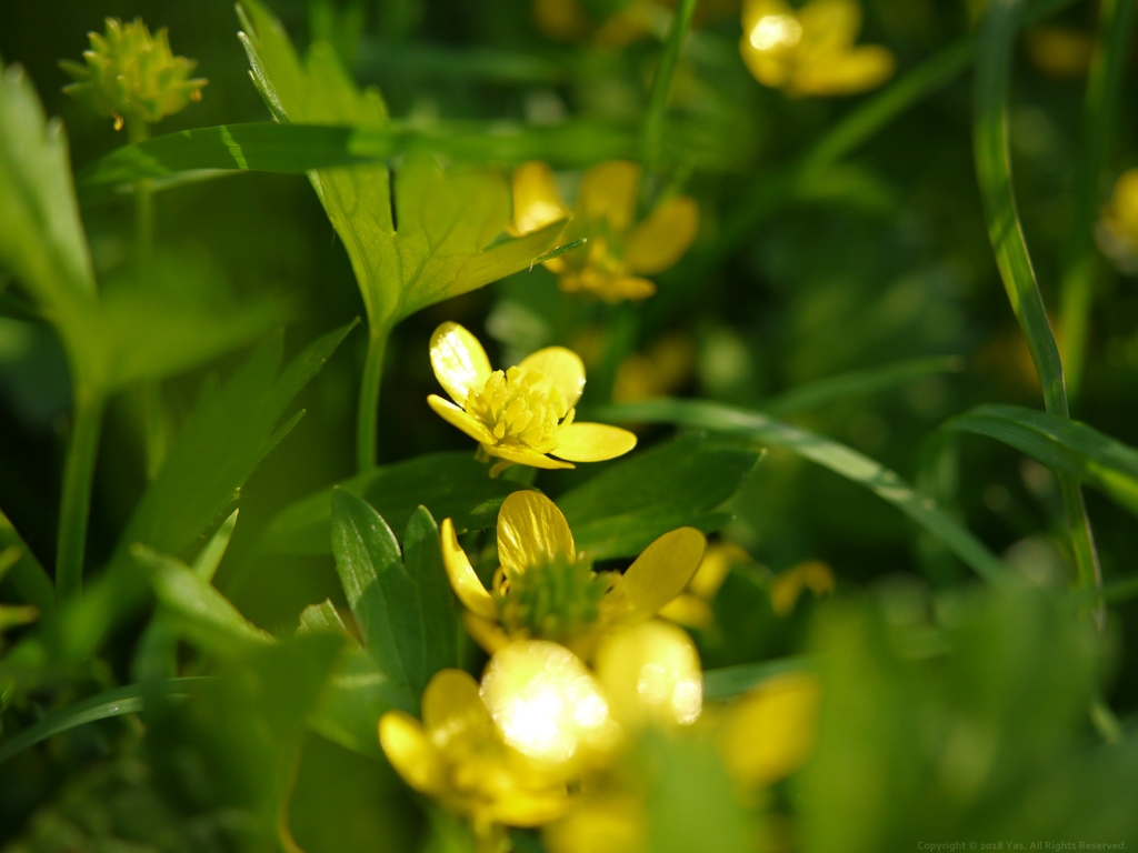 Metallic Yellow