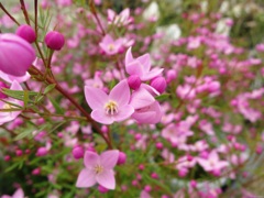 Flower Dance Ⅰ