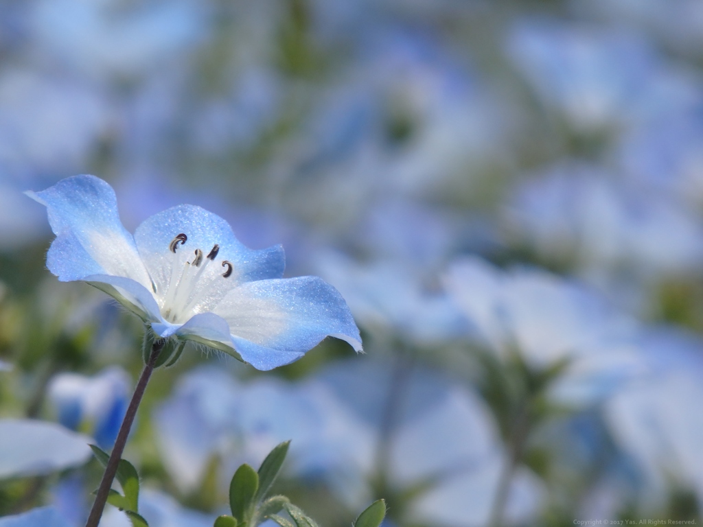 Baby Blue