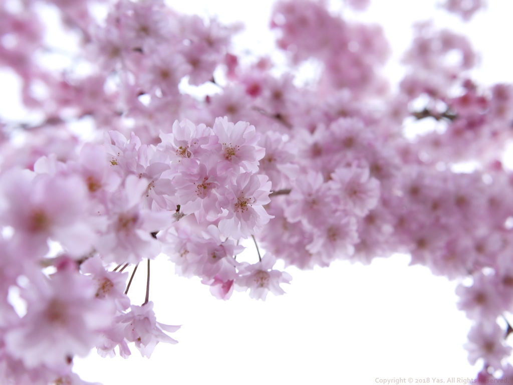 Cherry Pink