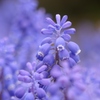 Little Blue Bells