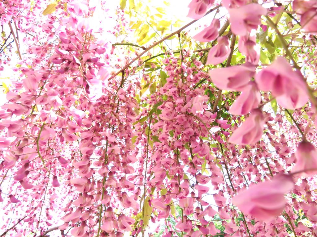 Pink Shower