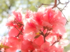 朽ちてなお