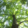 木霊